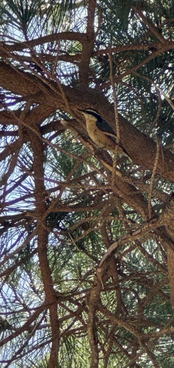 Red-breasted Nuthatch - ML618341496