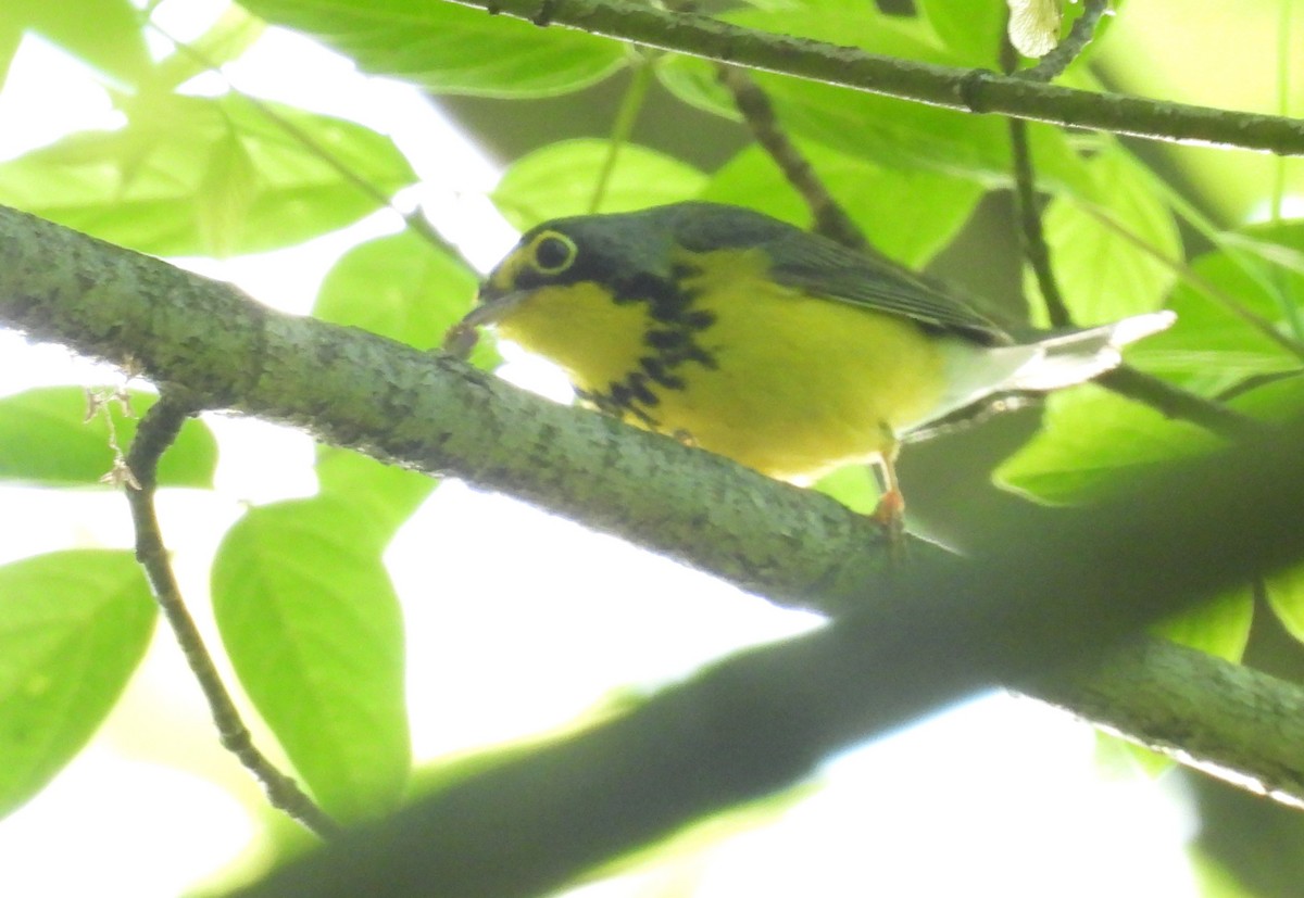 Canada Warbler - ML618341565