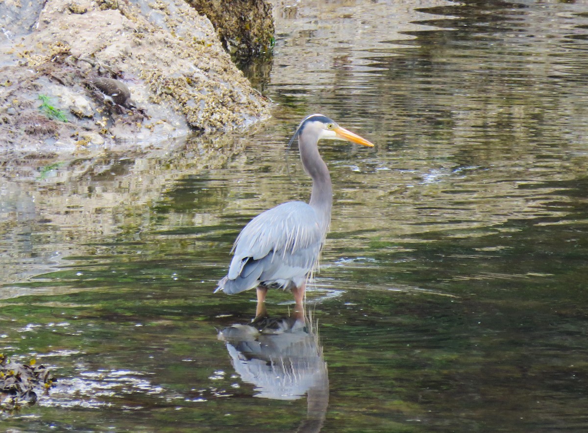 Great Blue Heron - Teresa Weismiller