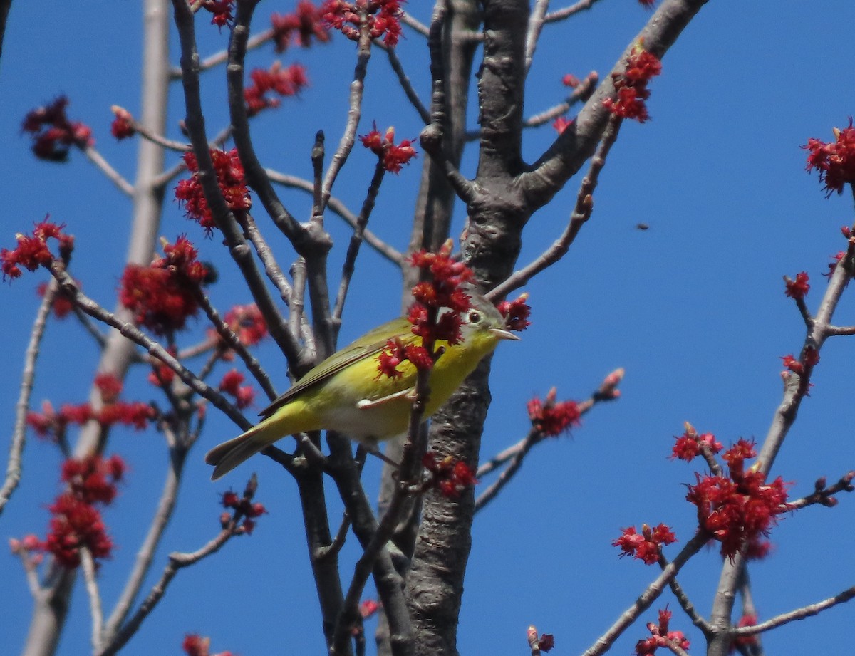 Nashville Warbler - Donald Slick