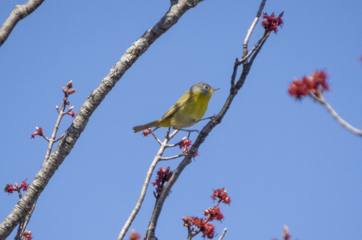 Nashville Warbler - Donald Slick