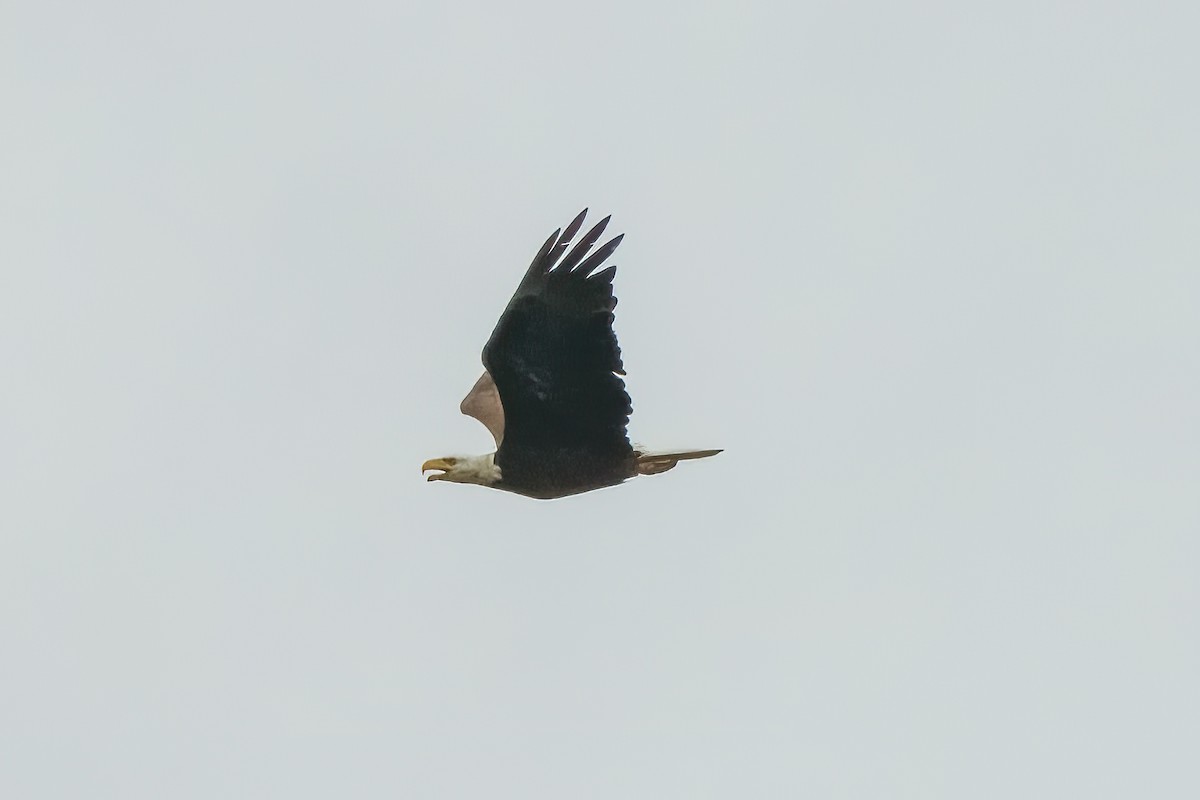 Bald Eagle - Hoiman Low