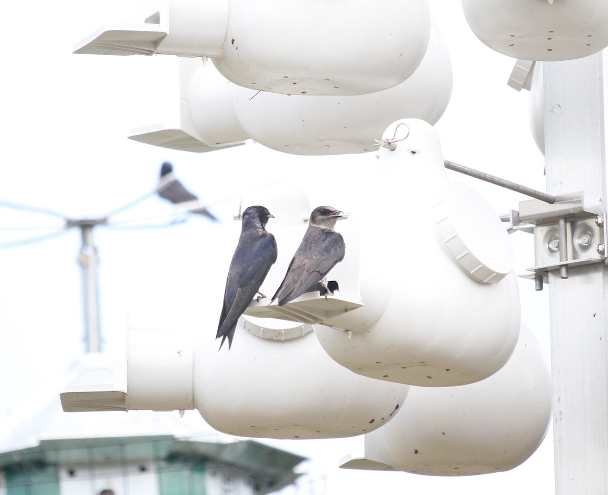 Purple Martin - ML618341715