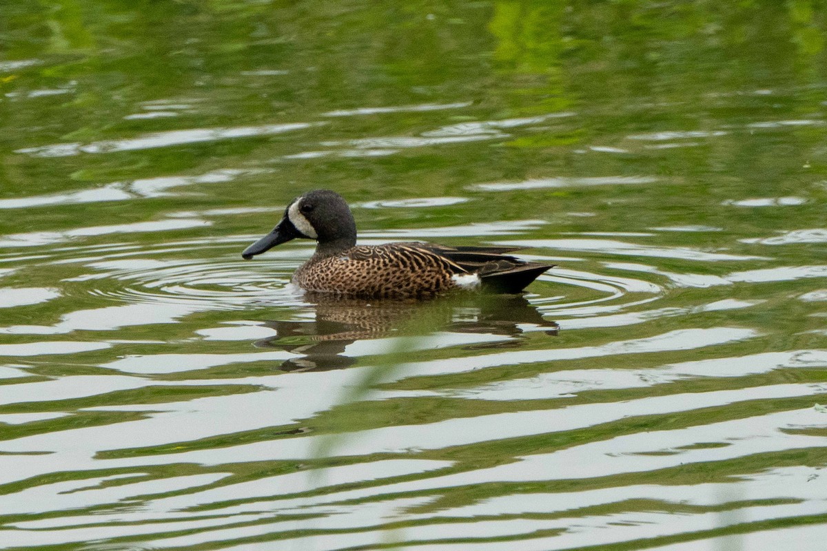 Blue-winged Teal - Hoiman Low