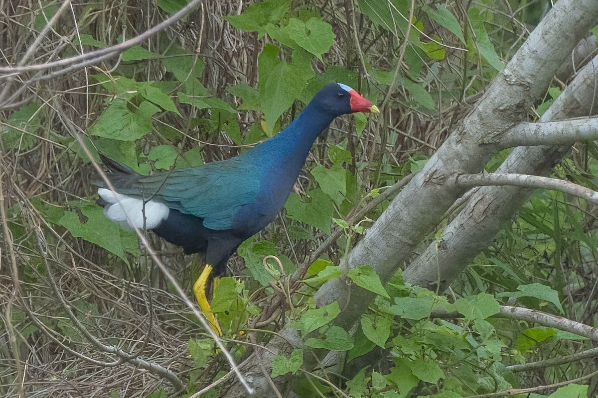 Purple Gallinule - Hoiman Low