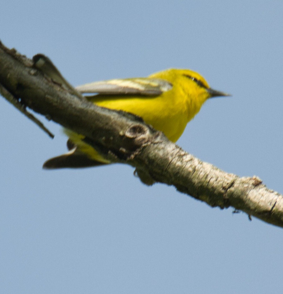 Blue-winged Warbler - ML618341758