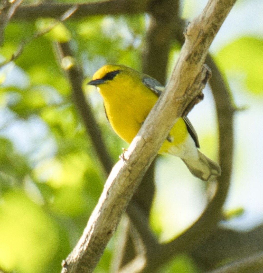 Blue-winged Warbler - ML618341759