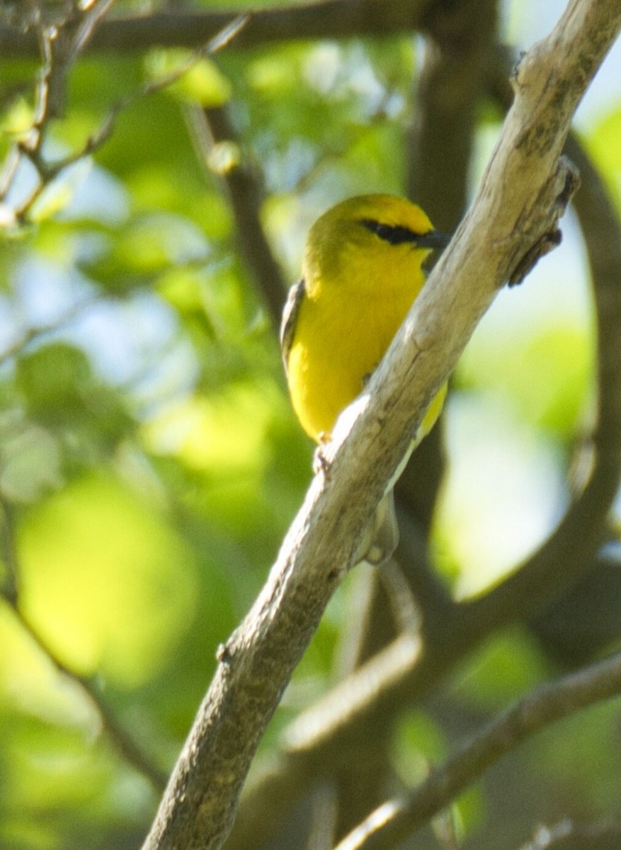 Blue-winged Warbler - ML618341760