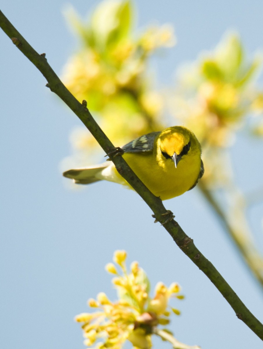 Blue-winged Warbler - ML618341761