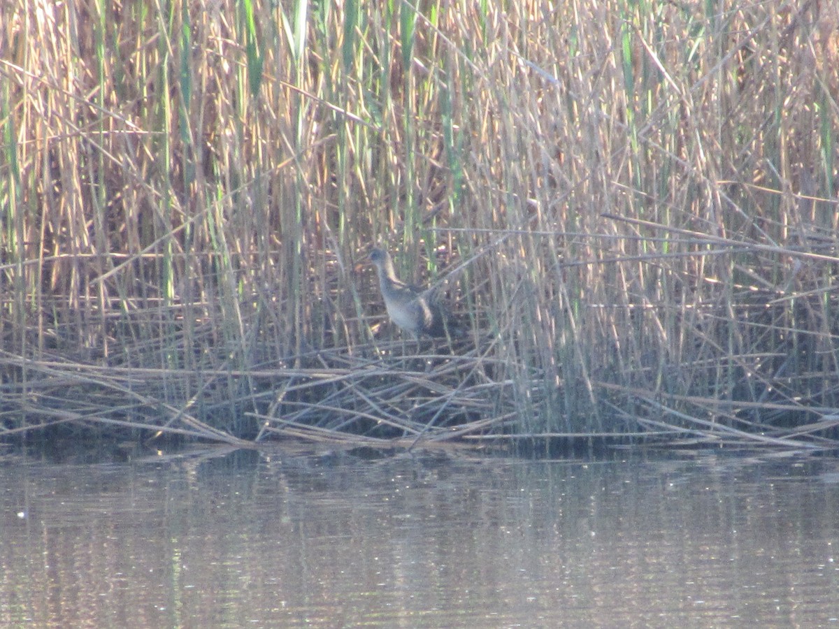 Clapper Rail - ML618341812