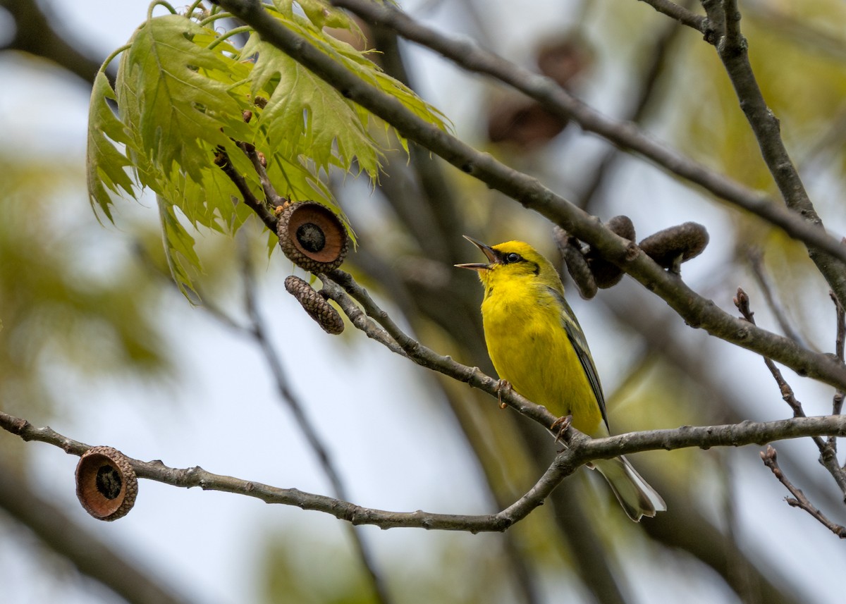 Blue-winged Warbler - ML618341820