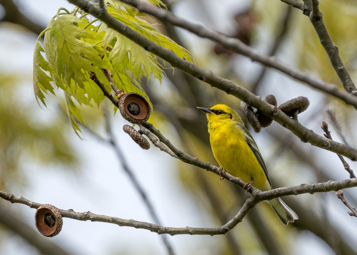 Blue-winged Warbler - ML618341852