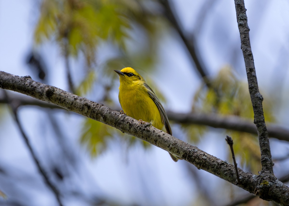 Blue-winged Warbler - Dori Eldridge