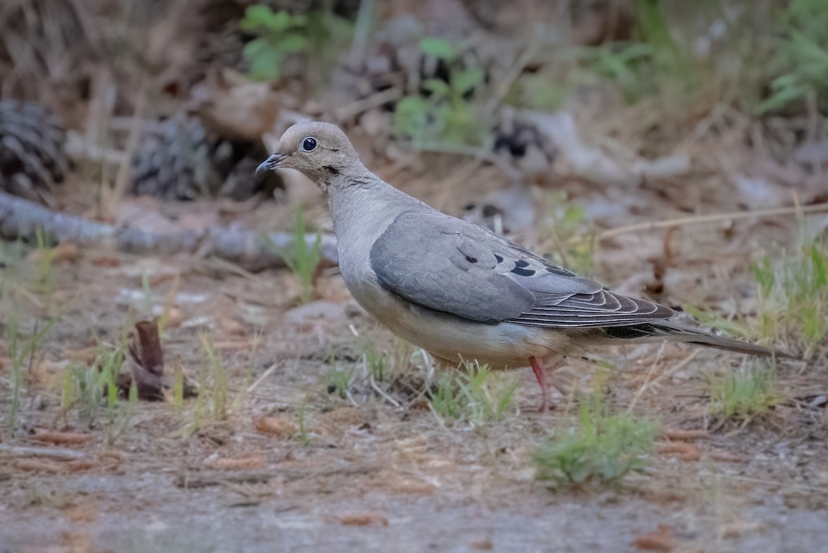 Mourning Dove - ML618341859