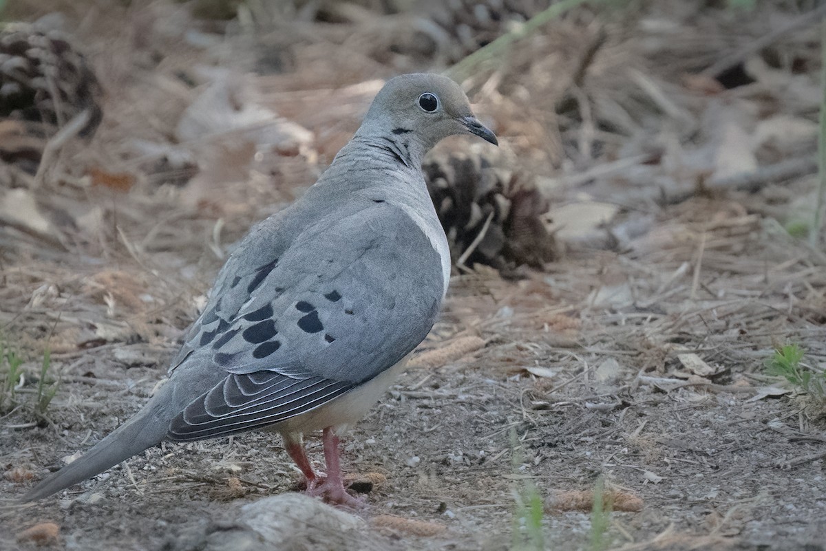 Mourning Dove - Bill Wood
