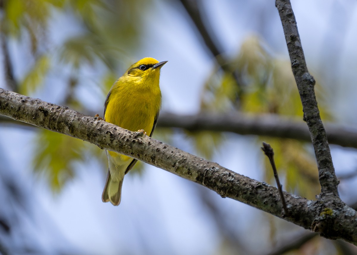 Blue-winged Warbler - ML618341868