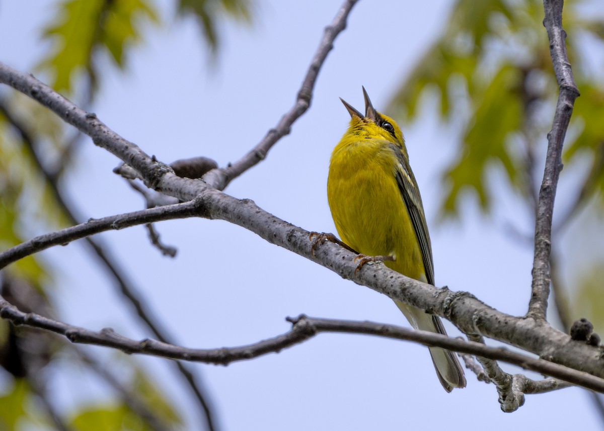 Blue-winged Warbler - ML618341881