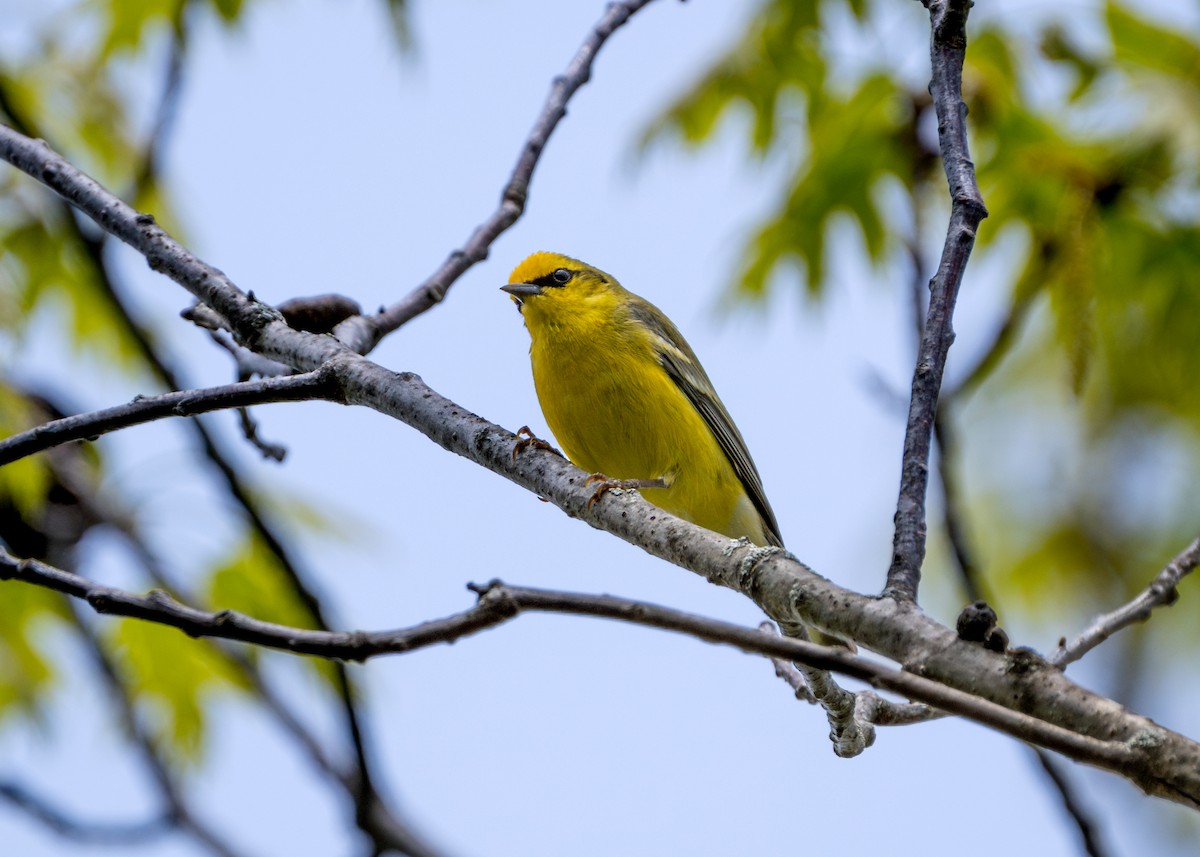 Blue-winged Warbler - ML618341882