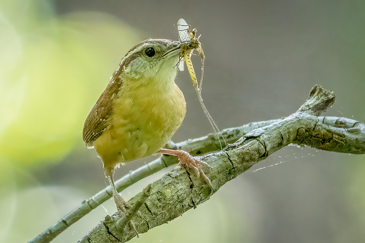 Carolina Wren - Bill Wood