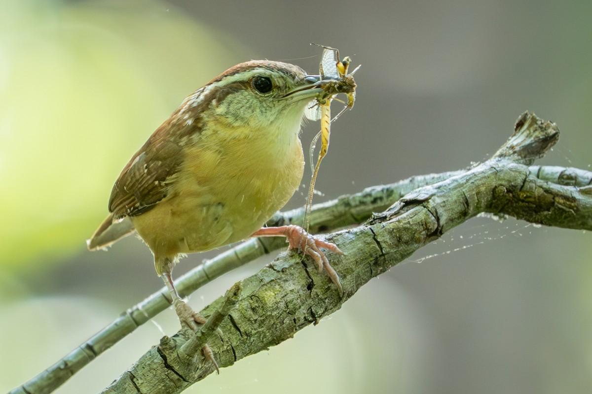 Carolina Wren - ML618341887