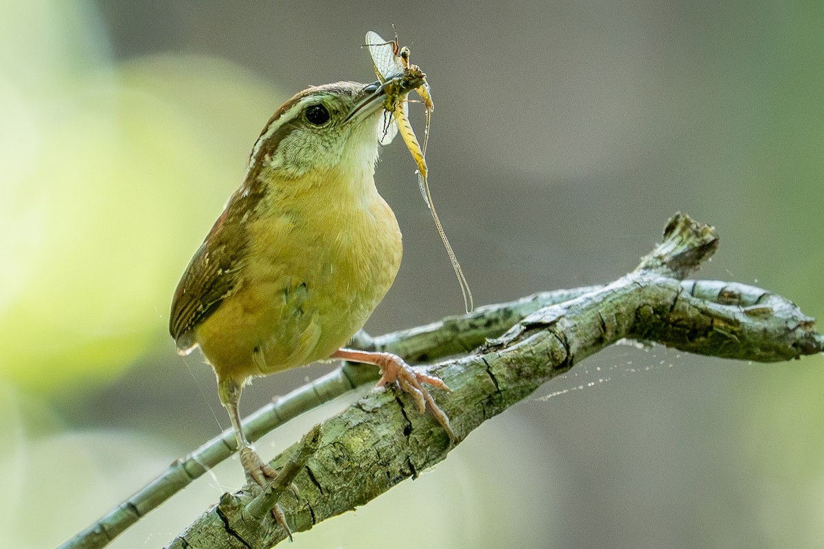 Carolina Wren - ML618341888