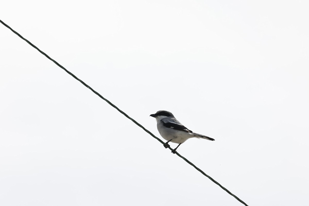 Loggerhead Shrike - ML618341903