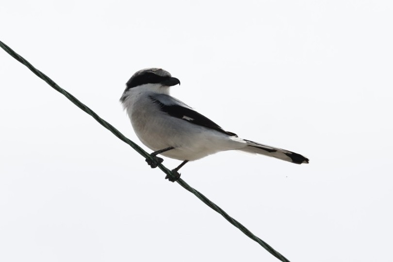 Loggerhead Shrike - ML618341905