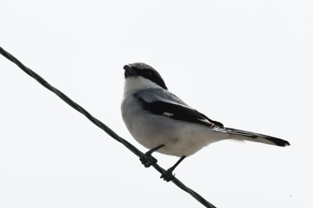 Loggerhead Shrike - ML618341906