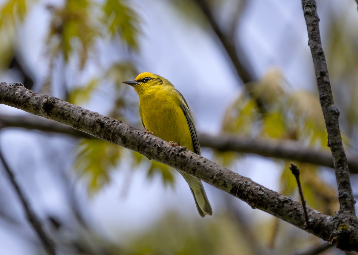 Blue-winged Warbler - ML618341913