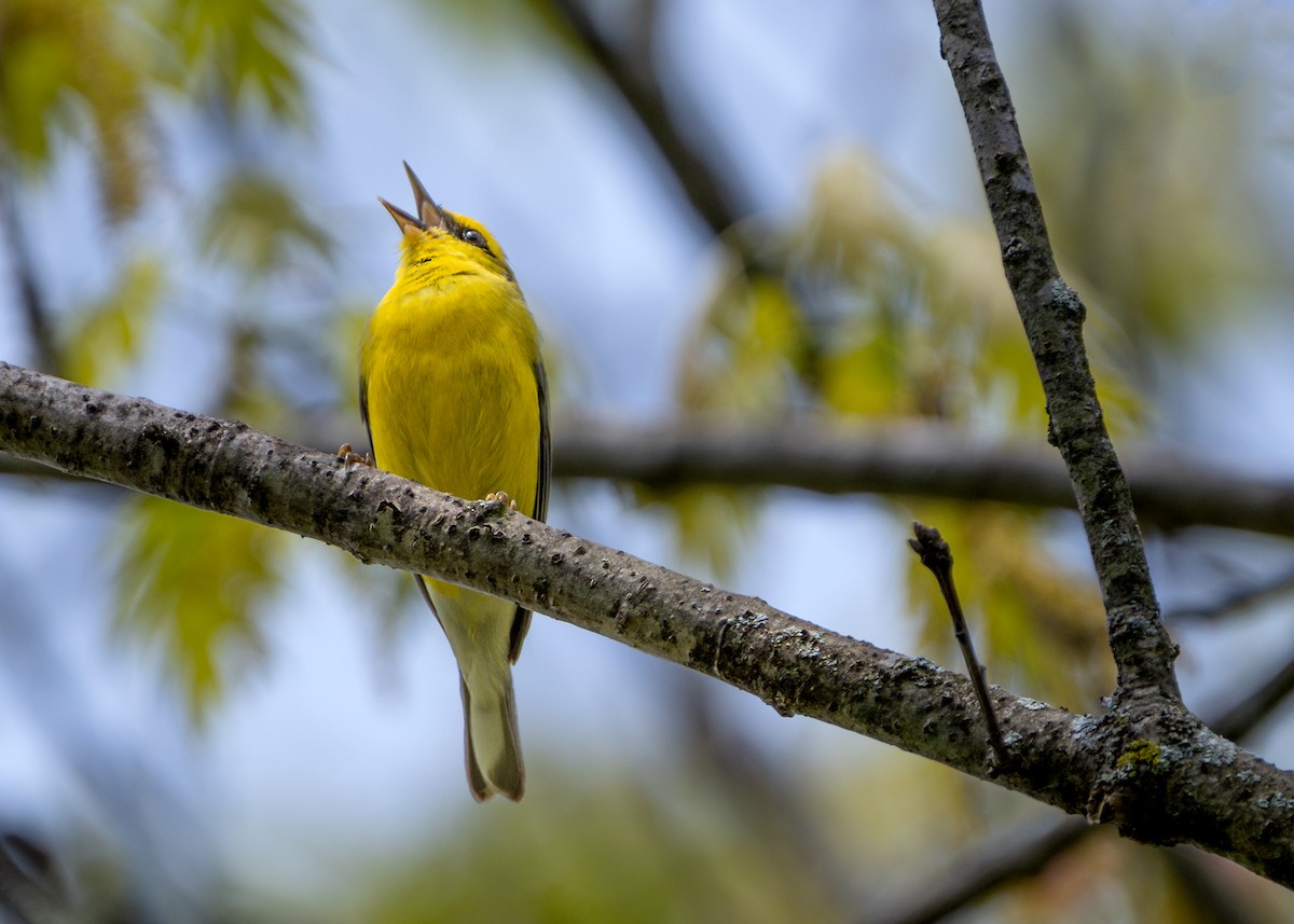 Blue-winged Warbler - Dori Eldridge