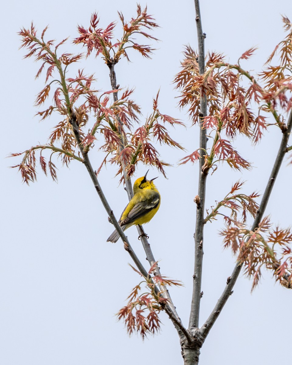 Blue-winged Warbler - Dori Eldridge