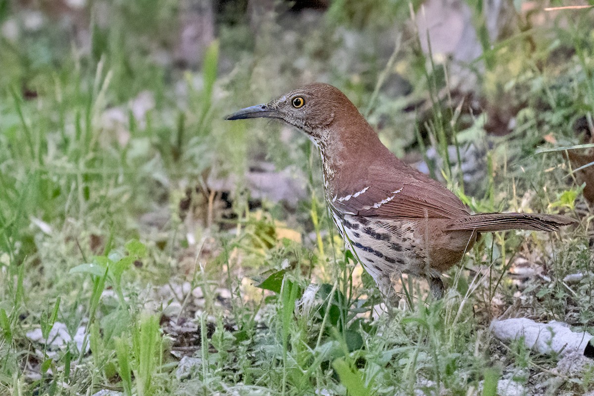 Brown Thrasher - ML618341950