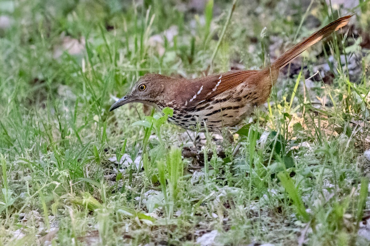 Brown Thrasher - Bill Wood