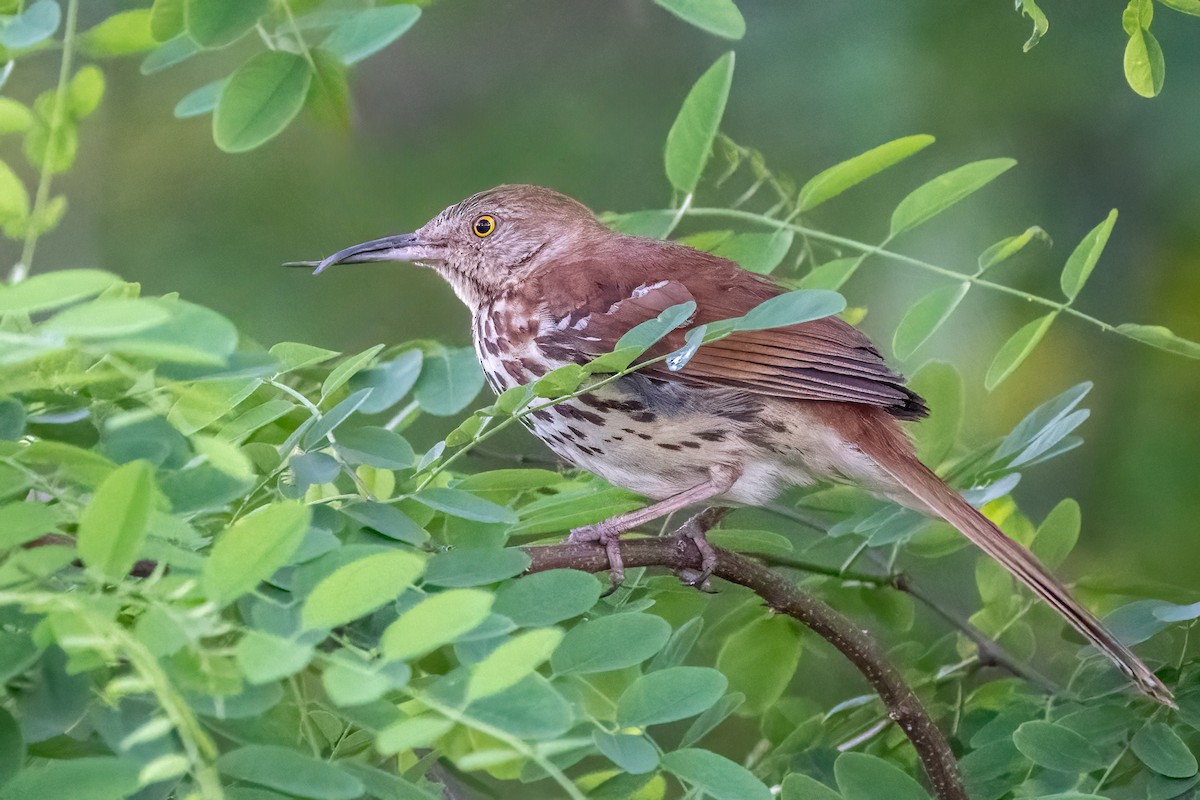 Brown Thrasher - Bill Wood