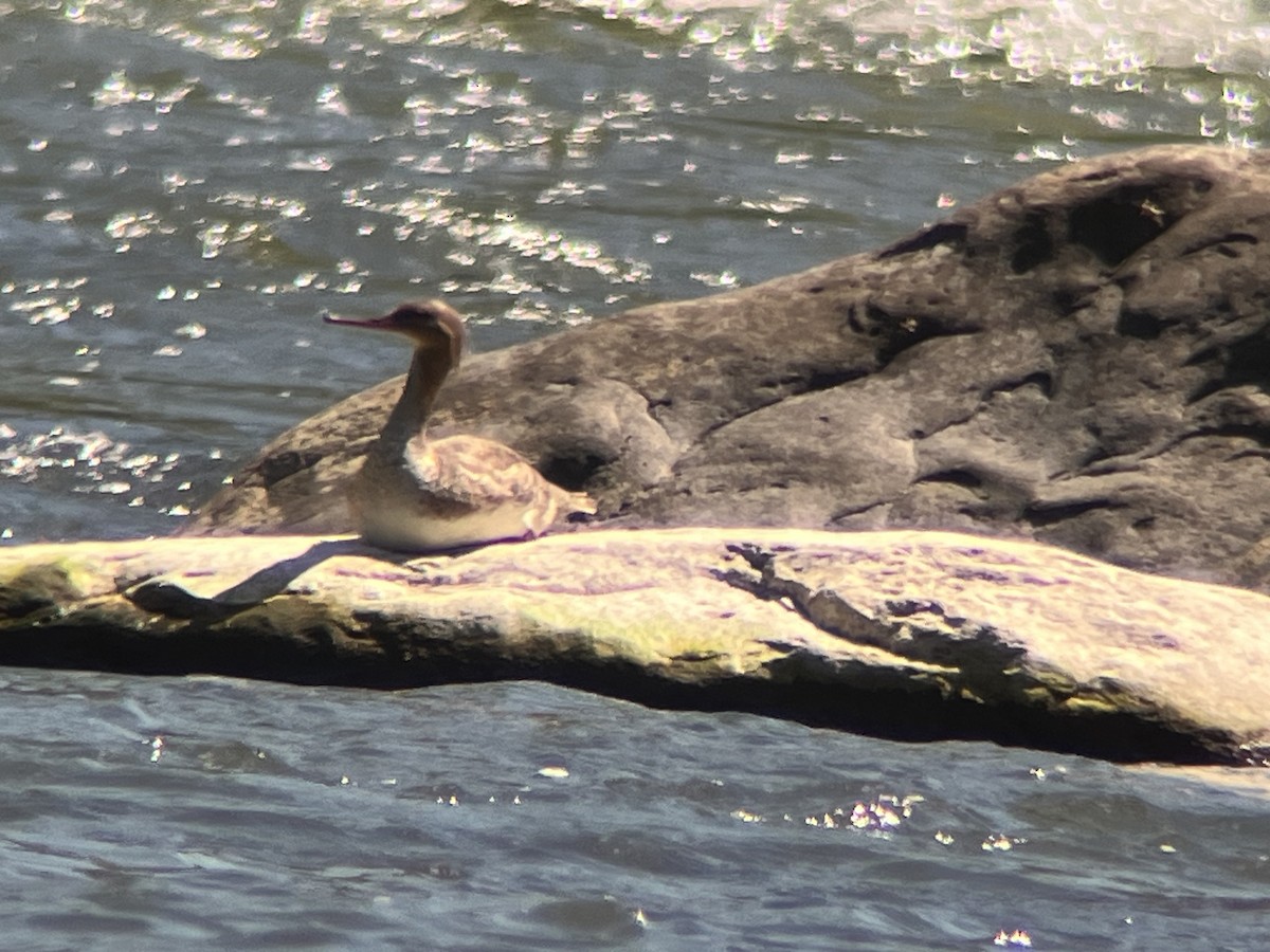 Red-breasted Merganser - ML618341954