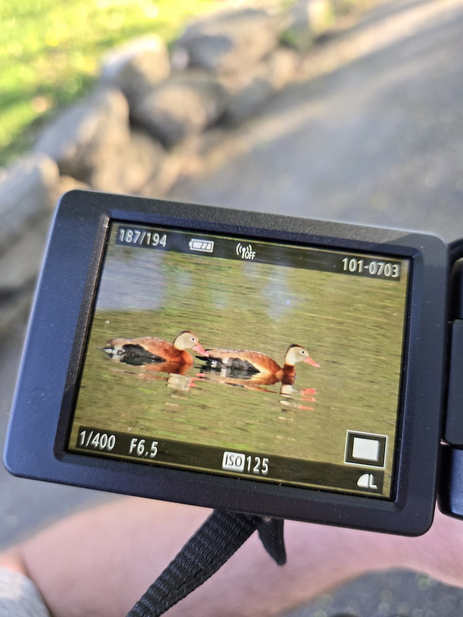 Black-bellied Whistling-Duck - ML618341961
