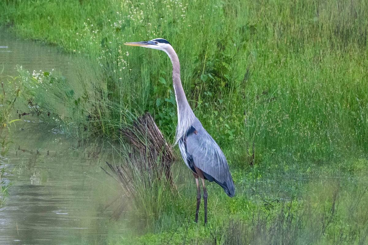 Great Blue Heron - Hoiman Low