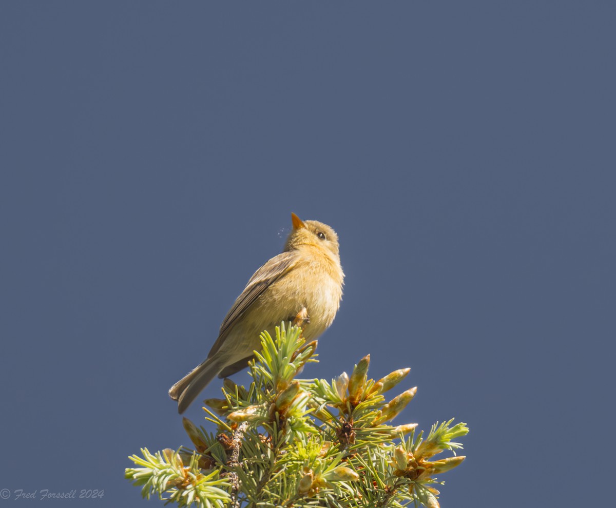 Buff-breasted Flycatcher - ML618341989