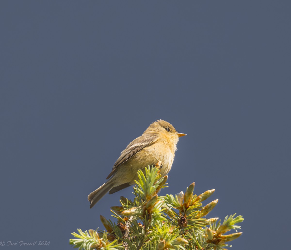 Buff-breasted Flycatcher - ML618341990