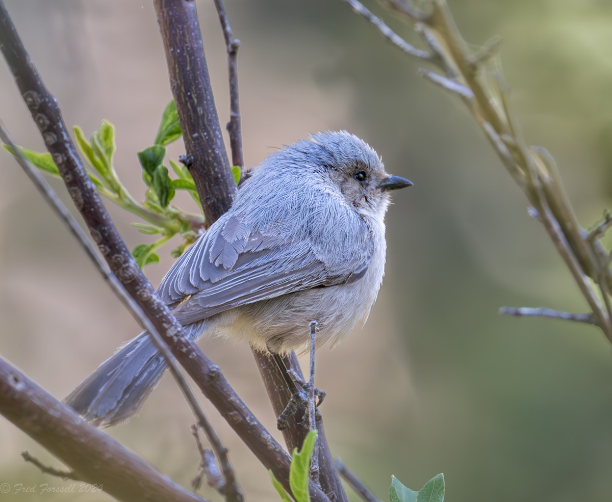 Bushtit - ML618342006