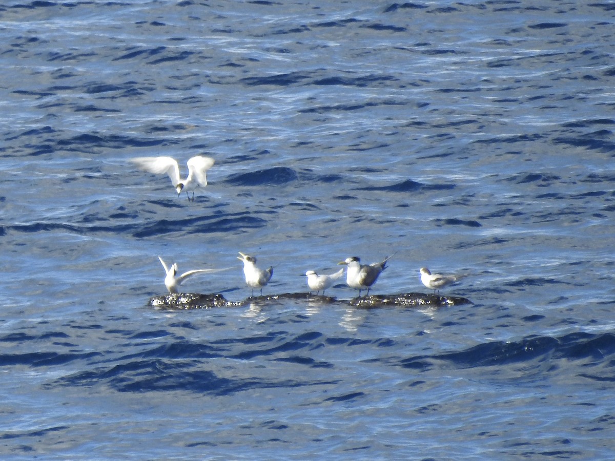 Black-naped Tern - Noam Markus