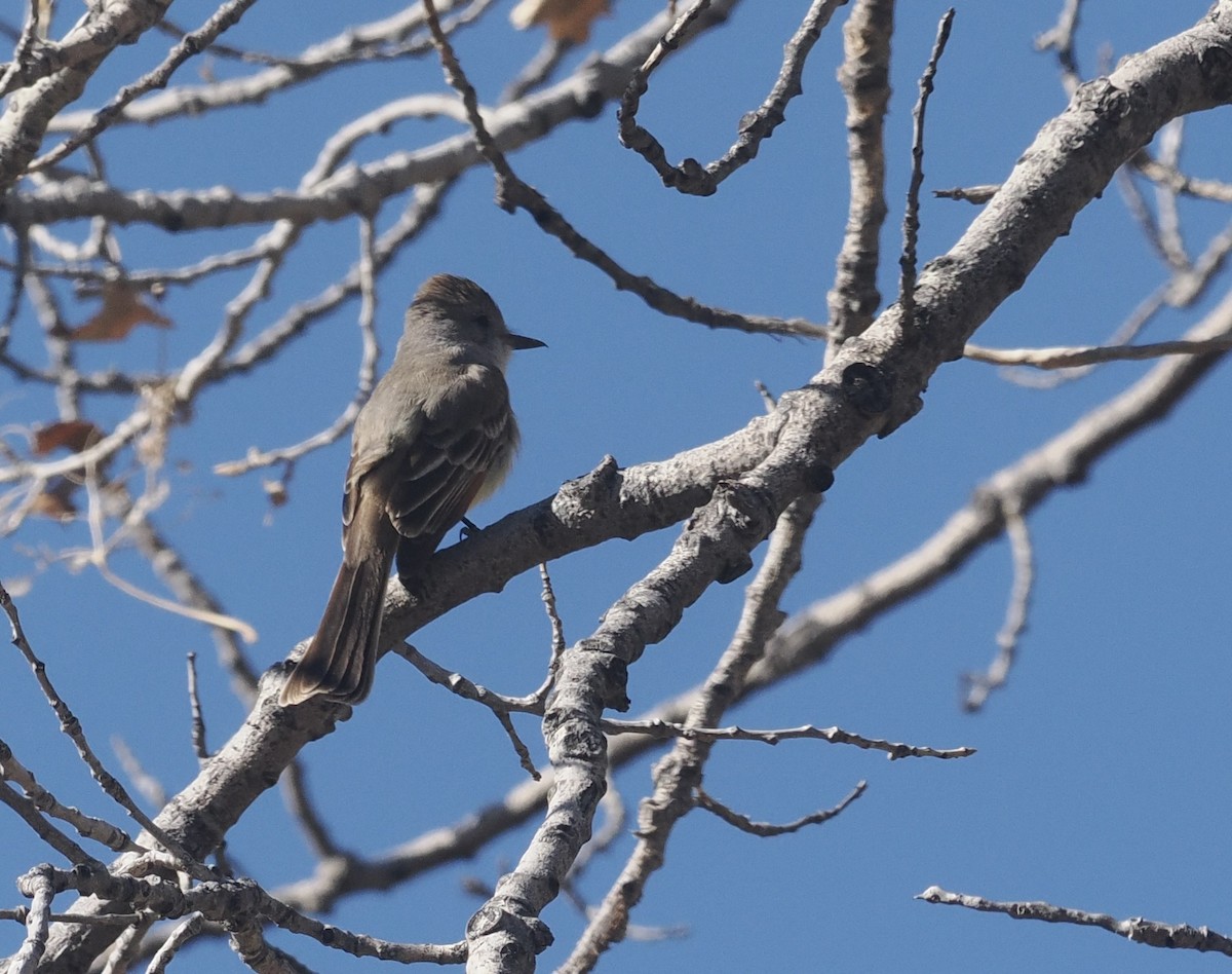 Ash-throated Flycatcher - Bob Foehring