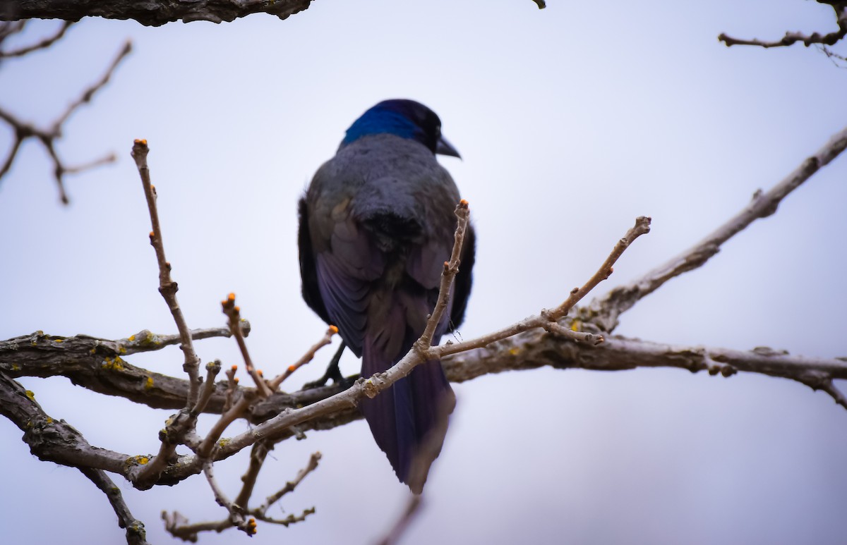 Common Grackle - ML618342021