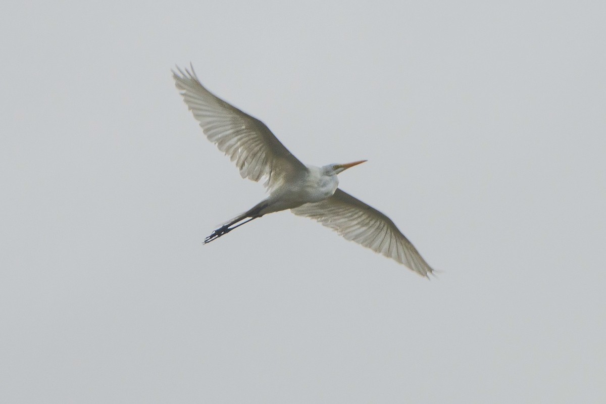 Great Egret - ML618342028