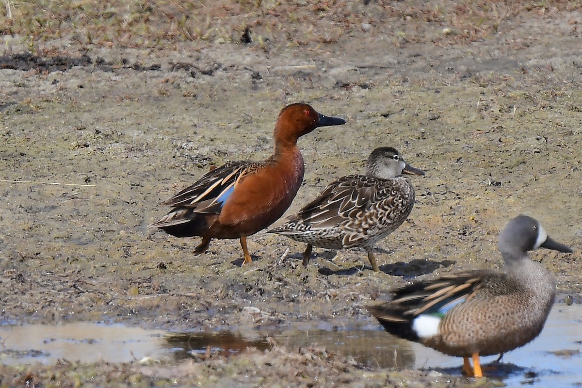 Cinnamon Teal - ML618342030