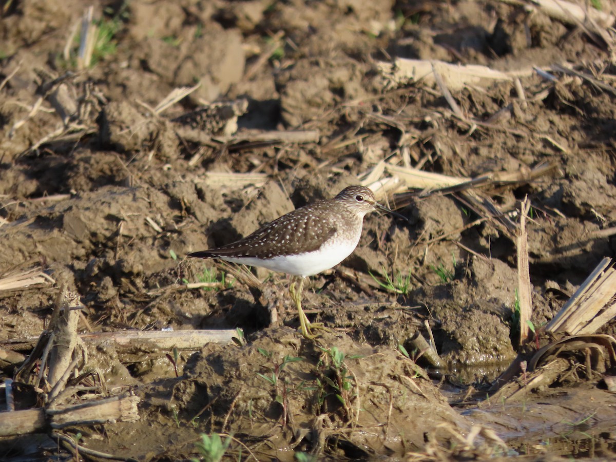 Solitary Sandpiper - ML618342040