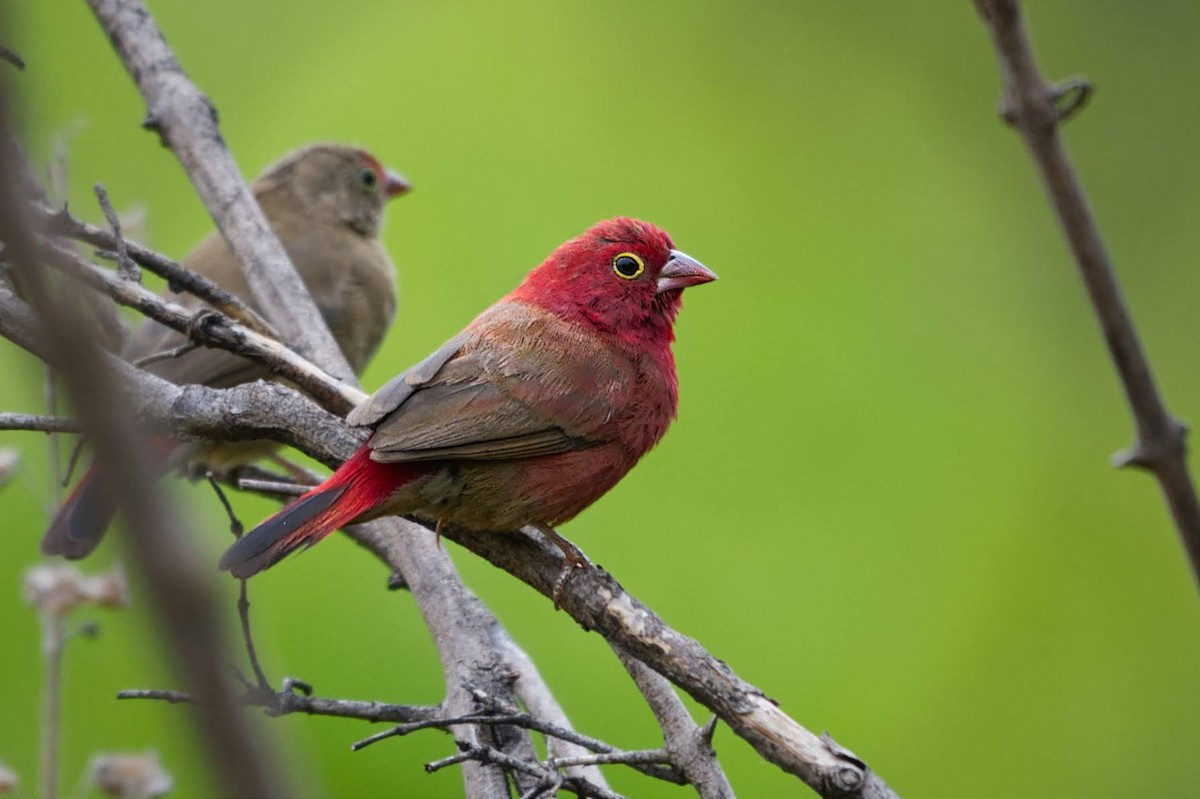 Red-billed Firefinch - ML618342049