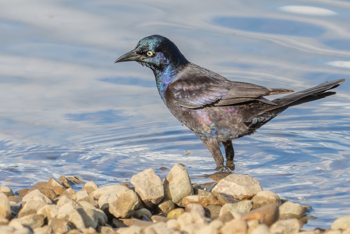 Common Grackle - ML618342086