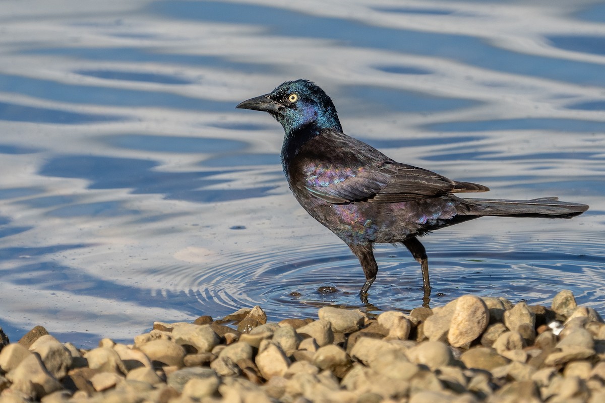 Common Grackle - Bill Wood