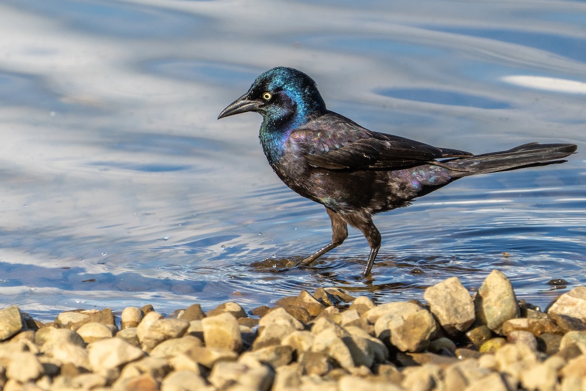 Common Grackle - Bill Wood